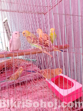 বাজিগর পাখি